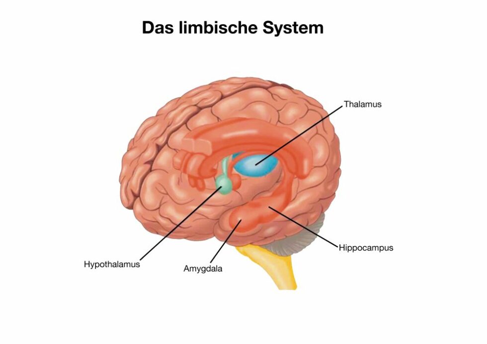 Das Limbische System Emotologin Und Emotionscoach 5080